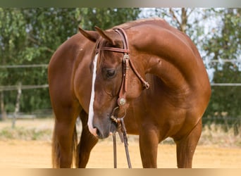 American Quarter Horse, Klacz, 3 lat, 150 cm, Ciemnokasztanowata