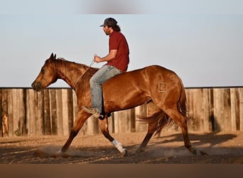 American Quarter Horse, Klacz, 3 lat, 150 cm, Cisawa