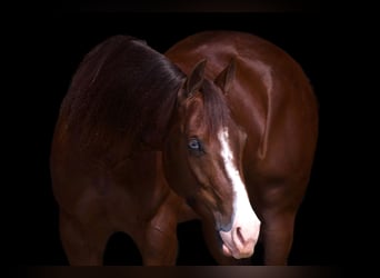 American Quarter Horse, Klacz, 3 lat, 150 cm, Cisawa