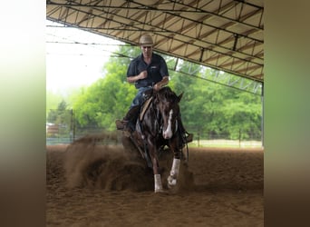 American Quarter Horse, Klacz, 3 lat, 150 cm, Cisawa