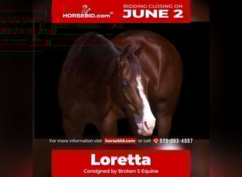 American Quarter Horse, Klacz, 3 lat, 150 cm, Cisawa