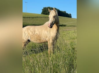 American Quarter Horse, Klacz, 3 lat, 150 cm, Dunalino