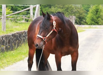 American Quarter Horse, Klacz, 3 lat, 150 cm, Gniada