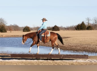 American Quarter Horse, Klacz, 3 lat, 150 cm, Gniada