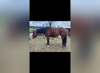American Quarter Horse, Klacz, 3 lat, 150 cm, Gniada