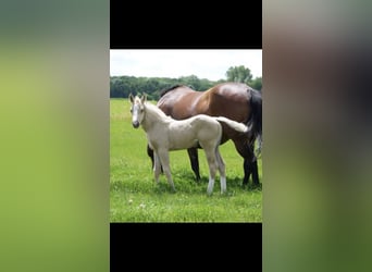 American Quarter Horse, Klacz, 3 lat, 150 cm, Izabelowata