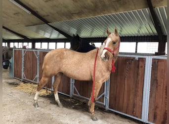 American Quarter Horse, Klacz, 3 lat, 150 cm, Izabelowata