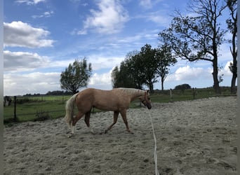 American Quarter Horse, Klacz, 3 lat, 150 cm, Izabelowata