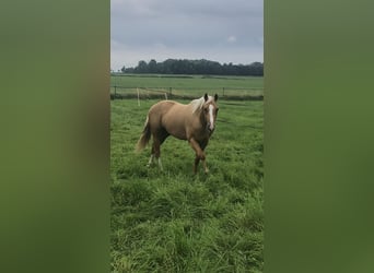 American Quarter Horse, Klacz, 3 lat, 150 cm, Izabelowata