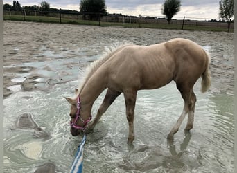American Quarter Horse, Klacz, 3 lat, 150 cm, Izabelowata