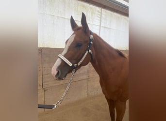 American Quarter Horse, Klacz, 3 lat, 150 cm, Kasztanowata