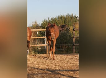 American Quarter Horse, Klacz, 3 lat, 150 cm, Kasztanowata