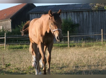 American Quarter Horse, Klacz, 3 lat, 150 cm, Kasztanowata