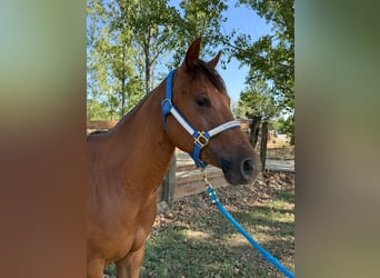 American Quarter Horse, Klacz, 3 lat, 150 cm, Kasztanowata