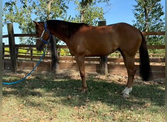 American Quarter Horse, Klacz, 3 lat, 150 cm, Kasztanowata