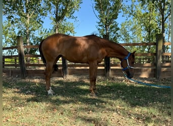 American Quarter Horse, Klacz, 3 lat, 150 cm, Kasztanowata
