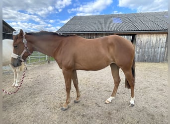 American Quarter Horse, Klacz, 3 lat, 150 cm, Kasztanowata