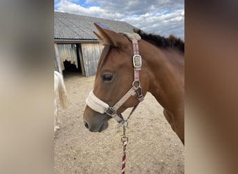 American Quarter Horse, Klacz, 3 lat, 150 cm, Kasztanowata
