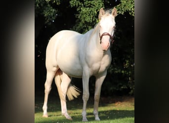American Quarter Horse Mix, Klacz, 3 lat, 150 cm, Perlino