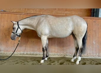 American Quarter Horse, Klacz, 3 lat, 150 cm