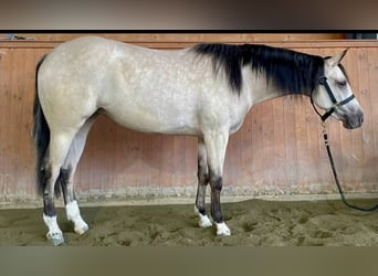 American Quarter Horse, Klacz, 3 lat, 150 cm