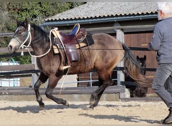 American Quarter Horse, Klacz, 3 lat, 150 cm, Siwa