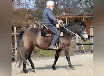 American Quarter Horse, Klacz, 3 lat, 150 cm, Siwa