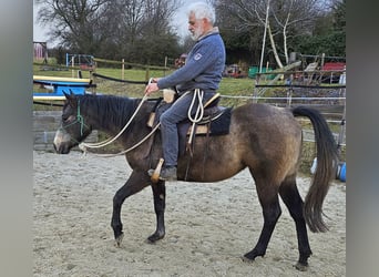 American Quarter Horse, Klacz, 3 lat, 150 cm, Siwa