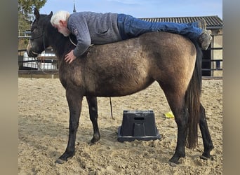 American Quarter Horse, Klacz, 3 lat, 150 cm, Siwa