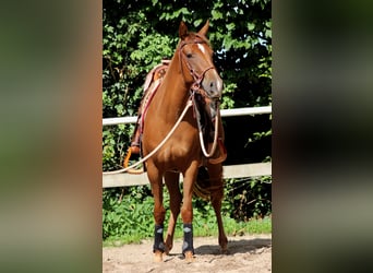 American Quarter Horse, Klacz, 3 lat, 151 cm, Ciemnokasztanowata