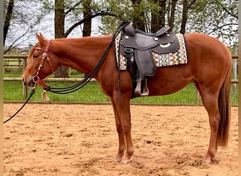 American Quarter Horse, Klacz, 3 lat, 151 cm, Kasztanowata