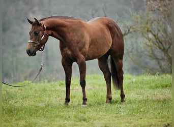 American Quarter Horse, Klacz, 3 lat, 152 cm, Ciemnokasztanowata