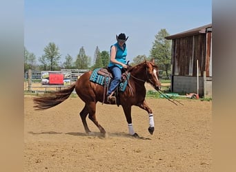American Quarter Horse, Klacz, 3 lat, 152 cm, Cisawa