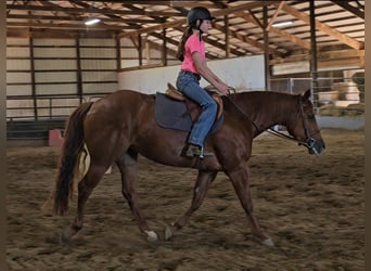 American Quarter Horse, Klacz, 3 lat, 152 cm, Cisawa
