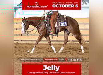 American Quarter Horse, Klacz, 3 lat, 152 cm, Cisawa