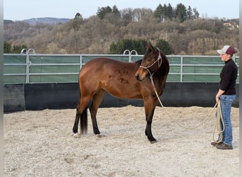 American Quarter Horse, Klacz, 3 lat, 152 cm, Gniada