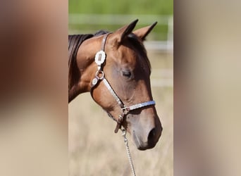 American Quarter Horse, Klacz, 3 lat, 152 cm, Gniada