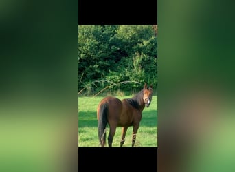 American Quarter Horse, Klacz, 3 lat, 152 cm, Gniada