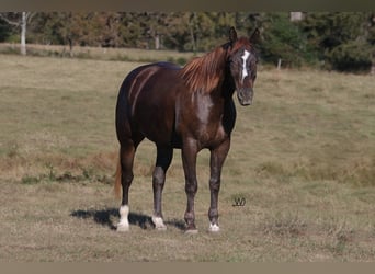 American Quarter Horse, Klacz, 3 lat, 152 cm, Gniada