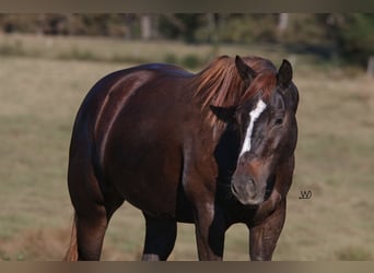 American Quarter Horse, Klacz, 3 lat, 152 cm, Gniada