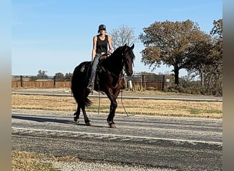 American Quarter Horse, Klacz, 3 lat, 152 cm, Gniada
