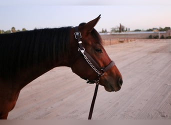 American Quarter Horse, Klacz, 3 lat, 152 cm, Gniada