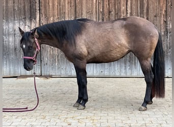 American Quarter Horse, Klacz, 3 lat, 152 cm, Grullo