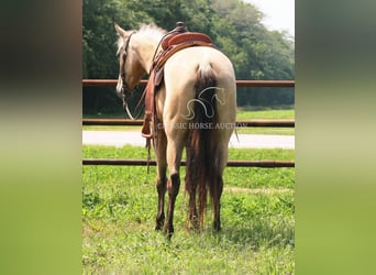 American Quarter Horse, Klacz, 3 lat, 152 cm, Jelenia