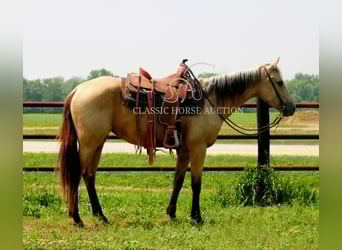 American Quarter Horse, Klacz, 3 lat, 152 cm, Jelenia