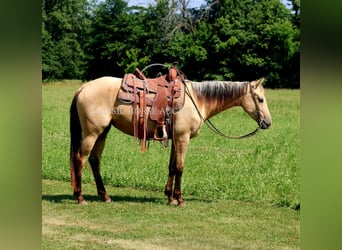American Quarter Horse, Klacz, 3 lat, 152 cm, Jelenia