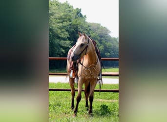 American Quarter Horse, Klacz, 3 lat, 152 cm, Jelenia