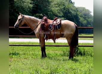 American Quarter Horse, Klacz, 3 lat, 152 cm, Jelenia