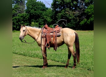 American Quarter Horse, Klacz, 3 lat, 152 cm, Jelenia