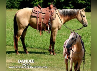 American Quarter Horse, Klacz, 3 lat, 152 cm, Jelenia